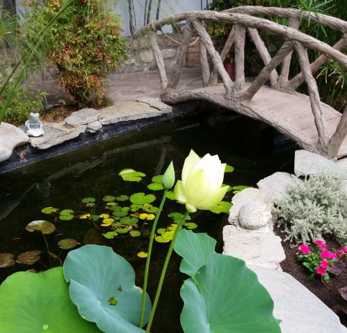 Mrinalini Ma's lotus in fish pond at Mt Washington